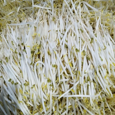 扁豆芽图片