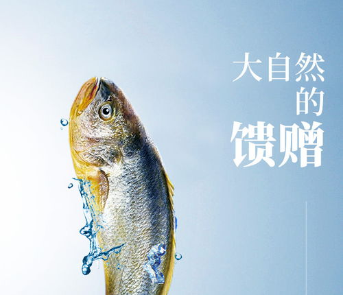 温州特产冰鲜黄鱼0.7 0.9斤 条的6条